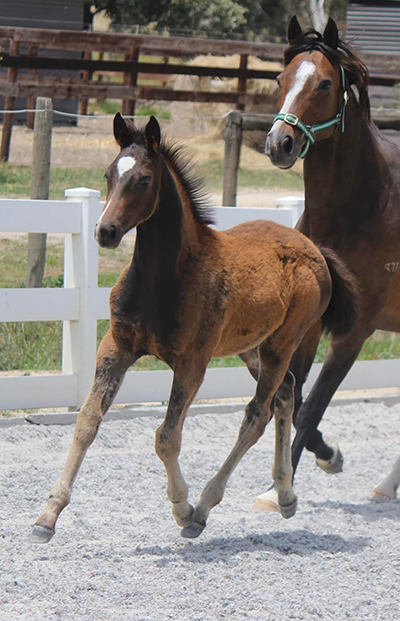 Danson Royal Cartier